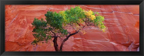 Framed Low Angle View Of A Cottonwood Tree In Front Of A Sandstone Wall, Escalante National Monument, Utah, USA Print