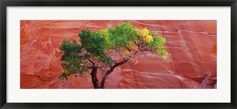 Framed Low Angle View Of A Cottonwood Tree In Front Of A Sandstone Wall, Escalante National Monument, Utah, USA Print