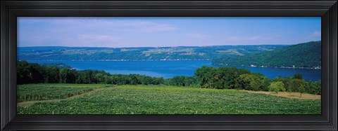Framed High angle view of a vineyard near a lake, Keuka Lake, Finger Lakes, New York State, USA Print