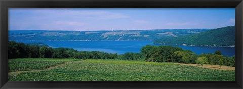 Framed High angle view of a vineyard near a lake, Keuka Lake, Finger Lakes, New York State, USA Print