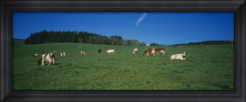 Framed Herd of cows grazing in a field, St. Peter, Black Forest, Germany Print