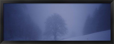 Framed Trees on a snow covered landscape, Schauinsland, Germany Print