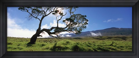 Framed Koa Tree On A Landscape, Mauna Kea, Big Island, Hawaii, USA Print