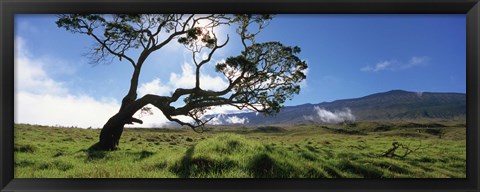 Framed Koa Tree On A Landscape, Mauna Kea, Big Island, Hawaii, USA Print