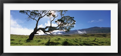 Framed Koa Tree On A Landscape, Mauna Kea, Big Island, Hawaii, USA Print