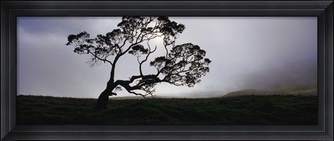 Framed Silhouette Of A Koa Tree, Mauna Kea, Kamuela, Big Island, Hawaii, USA Print