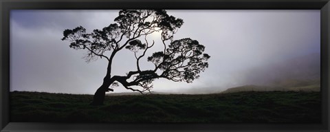 Framed Silhouette Of A Koa Tree, Mauna Kea, Kamuela, Big Island, Hawaii, USA Print
