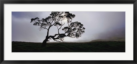 Framed Silhouette Of A Koa Tree, Mauna Kea, Kamuela, Big Island, Hawaii, USA Print