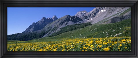 Framed Flowers Growing On A Field, French Riviera, France Print