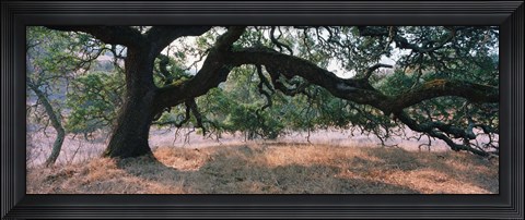 Framed Oak tree on a field, Sonoma County, California, USA Print