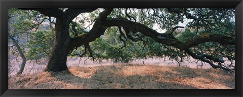 Framed Oak tree on a field, Sonoma County, California, USA Print