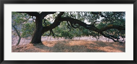 Framed Oak tree on a field, Sonoma County, California, USA Print