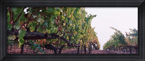 Framed Crops in a vineyard, Sonoma County, California, USA Print