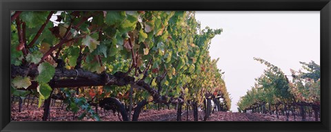 Framed Crops in a vineyard, Sonoma County, California, USA Print