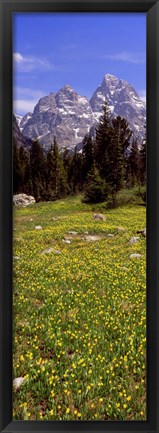 Framed Glacier lilies on a field, North Folk Cascade Canyon, Grand Teton National Park, Wyoming, USA Print