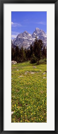 Framed Glacier lilies on a field, North Folk Cascade Canyon, Grand Teton National Park, Wyoming, USA Print