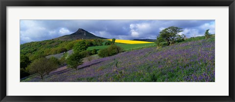 Framed Bluebell Flowers In A Field, Cleveland, North Yorkshire, England, United Kingdom Print