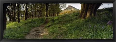 Framed Path Running Through A Forest, Newton Wood, Yorkshire, England, United Kingdom Print