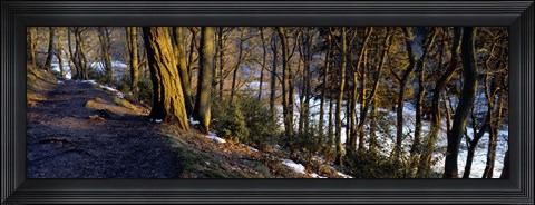 Framed Walkway Passing Through The Forest, Bridgestone Walk, North Yorkshire, England, United Kingdom Print