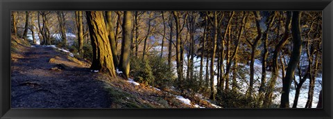 Framed Walkway Passing Through The Forest, Bridgestone Walk, North Yorkshire, England, United Kingdom Print