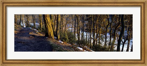 Framed Walkway Passing Through The Forest, Bridgestone Walk, North Yorkshire, England, United Kingdom Print