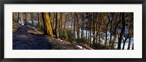 Framed Walkway Passing Through The Forest, Bridgestone Walk, North Yorkshire, England, United Kingdom Print