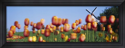 Framed Tulip Flowers With A Windmill In The Background, Holland, Michigan, USA Print