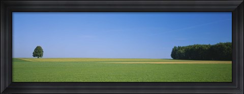 Framed Tree in a field, Germany Print