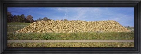 Framed Heap Of Sugar Beets In A Field, Stuttgart, Baden-Wurttemberg, Germany Print