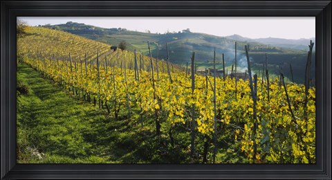 Framed Panoramic view of vineyards, Peidmont, Italy Print