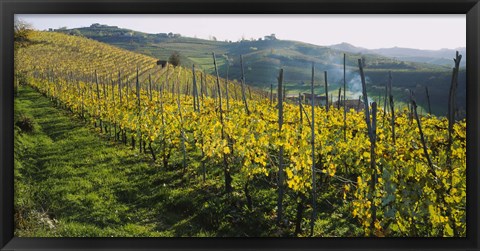 Framed Panoramic view of vineyards, Peidmont, Italy Print