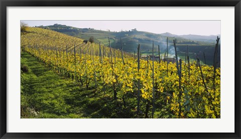 Framed Panoramic view of vineyards, Peidmont, Italy Print