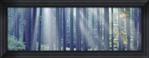 Framed Sunlight passing through trees in the forest, South Bohemia, Czech Republic Print