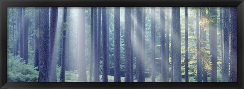 Framed Sunlight passing through trees in the forest, South Bohemia, Czech Republic Print