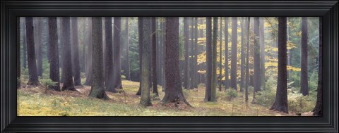 Framed Trees in the forest, South Bohemia, Czech Republic Print