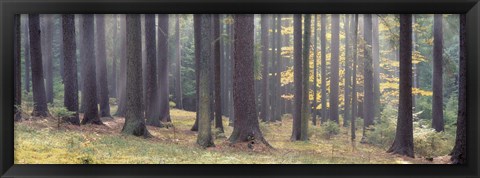 Framed Trees in the forest, South Bohemia, Czech Republic Print