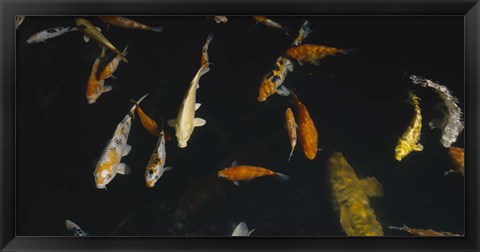 Framed Close-up of a school of fish in an aquarium, Japanese Koi Fish, Capitol Aquarium, Sacramento, California, USA Print