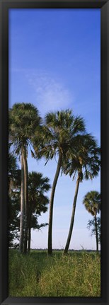 Framed Palm trees on a landscape, Myakka River State Park, Sarasota, Florida, USA Print