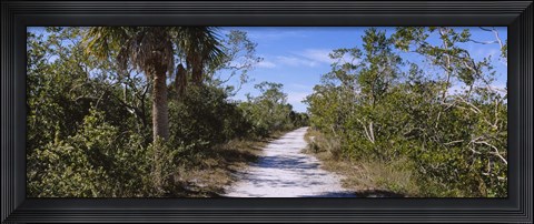 Framed Dirt road passing through a forest, Indigo Trail, J.N. Ding Darling National Wildlife Refuge, Sanibel Island, Florida, USA Print