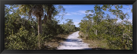 Framed Dirt road passing through a forest, Indigo Trail, J.N. Ding Darling National Wildlife Refuge, Sanibel Island, Florida, USA Print