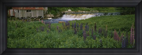 Framed Lupine flowers in a field, Petite River, Nova Scotia, Canada Print