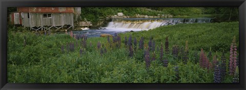 Framed Lupine flowers in a field, Petite River, Nova Scotia, Canada Print