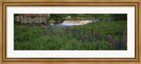 Framed Lupine flowers in a field, Petite River, Nova Scotia, Canada Print