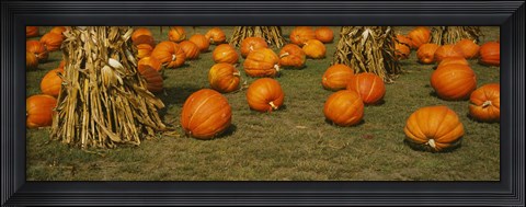 Framed Corn plants with pumpkins in a field, South Dakota, USA Print
