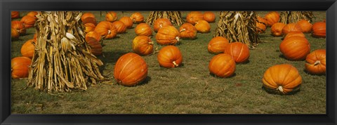 Framed Corn plants with pumpkins in a field, South Dakota, USA Print