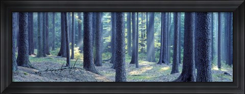 Framed Trees in a forest, South Bohemia, Czech Republic Print