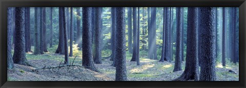 Framed Trees in a forest, South Bohemia, Czech Republic Print