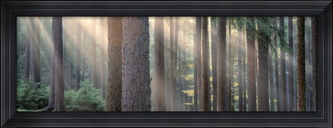 Framed Sunlight shining through trees in a forest, South Bohemia, Czech Republic Print