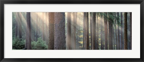 Framed Sunlight shining through trees in a forest, South Bohemia, Czech Republic Print