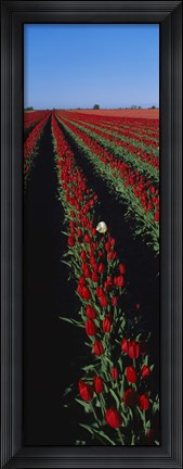 Framed Field of red tulip flowers Print